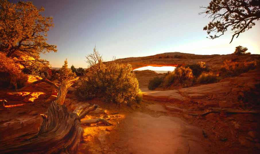 orange leafed trees illustration